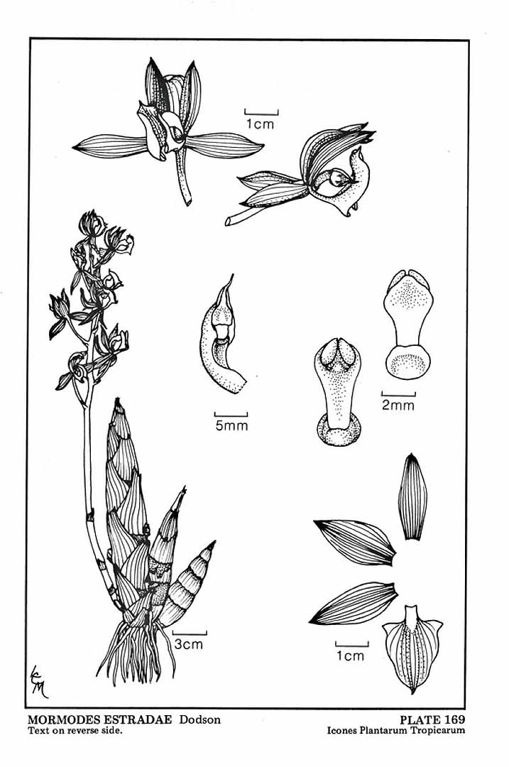 no HD illustration available (m5)
