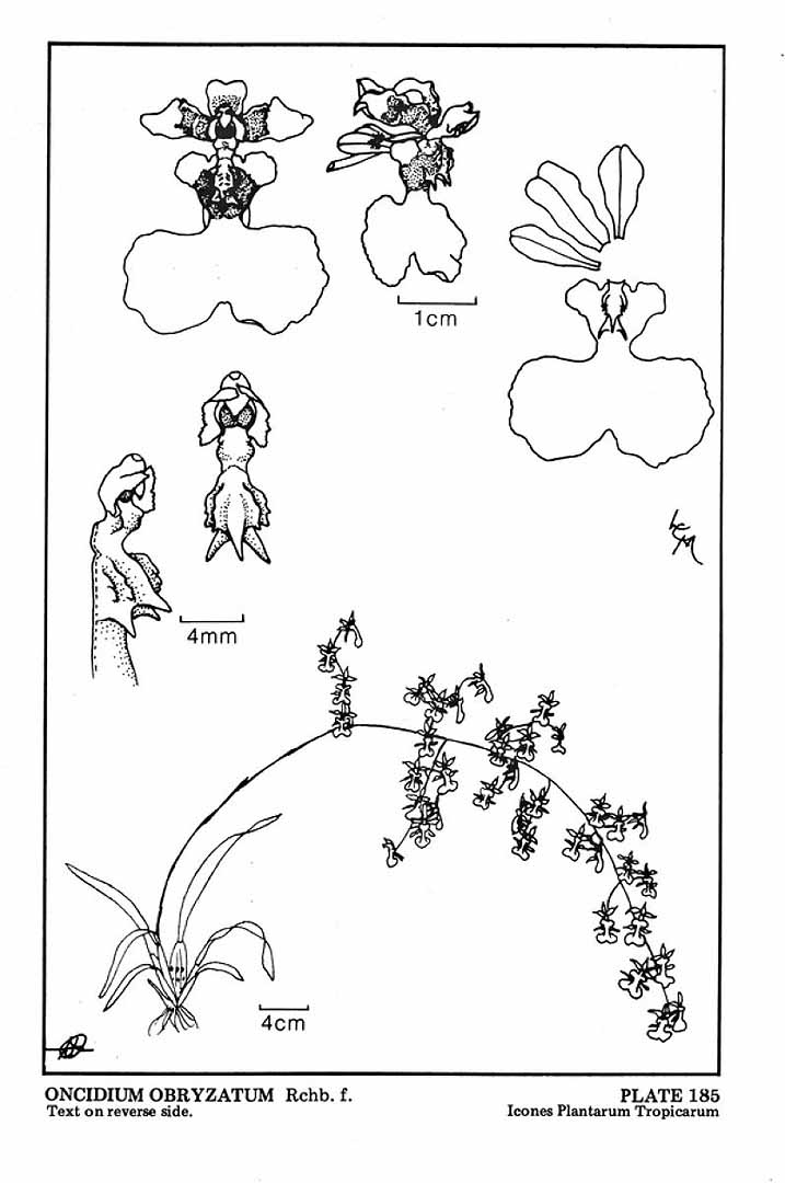 no HD illustration available (m5)