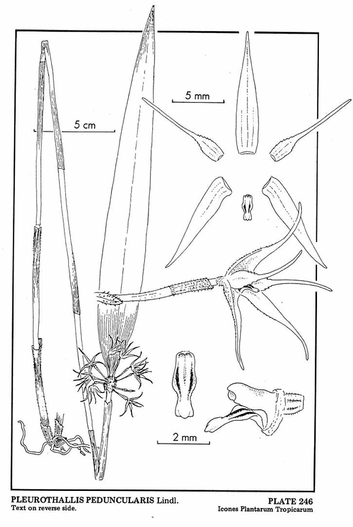 no HD illustration available (m5)