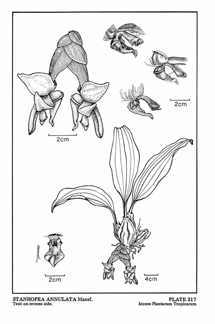 no HD illustration available (m5)