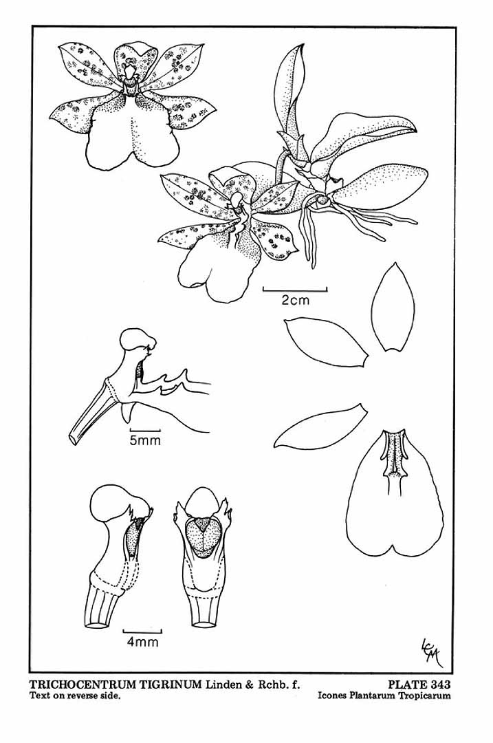 no HD illustration available (m5)