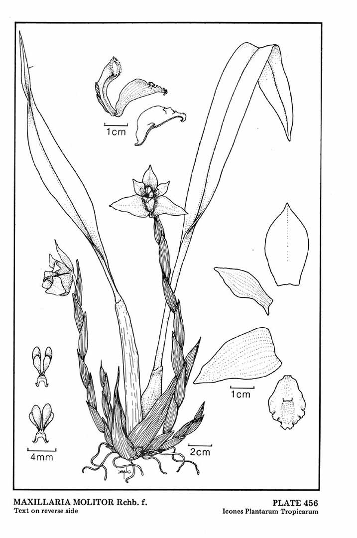 no HD illustration available (m5)