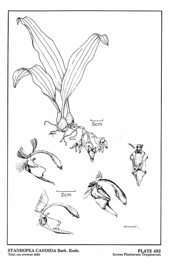 no HD illustration available (m1)