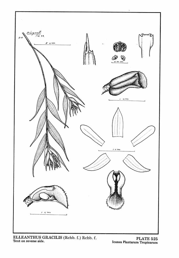 no HD illustration available (m5)