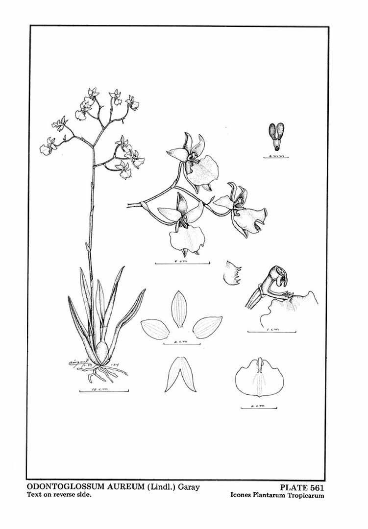 no HD illustration available (m5)