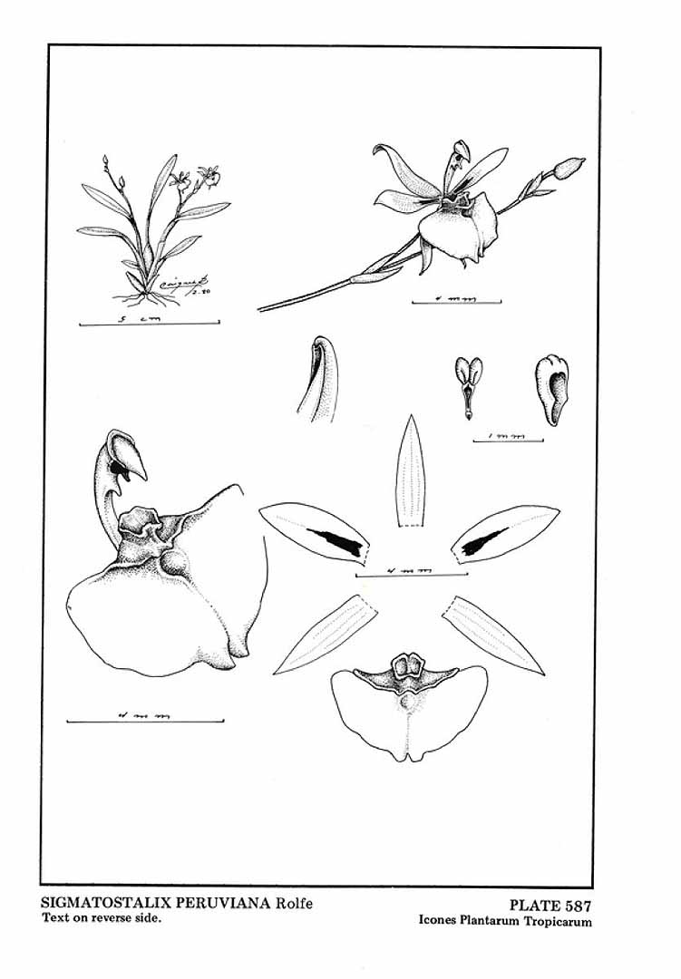 no HD illustration available (m5)