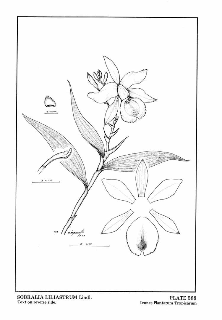 no HD illustration available (m5)