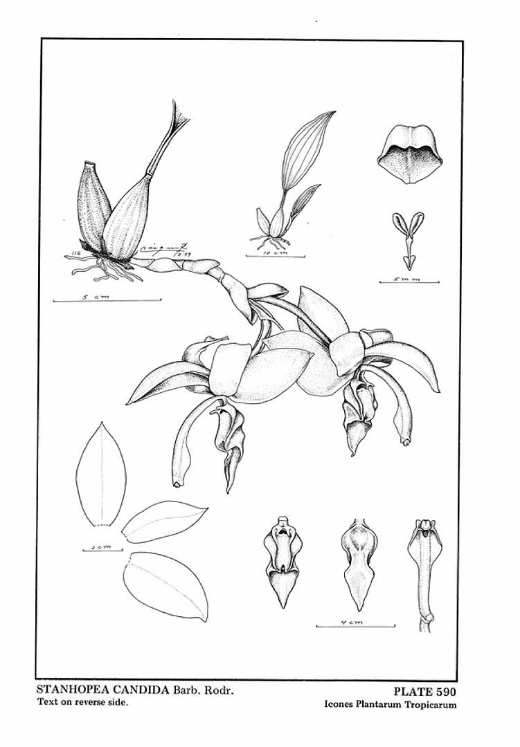 no HD illustration available (m1)