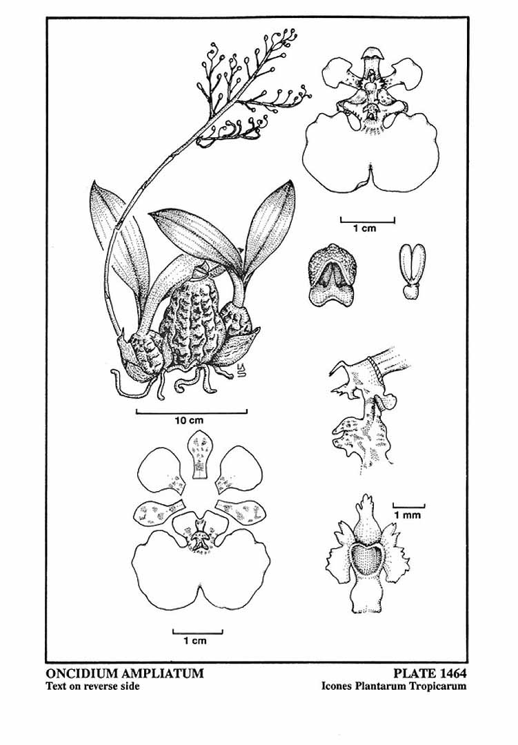 no HD illustration available (m5)