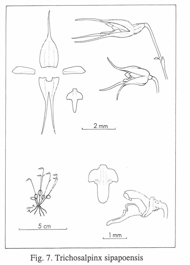 no HD illustration available (m5)