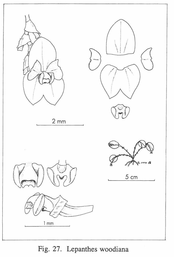 no HD illustration available (m5)