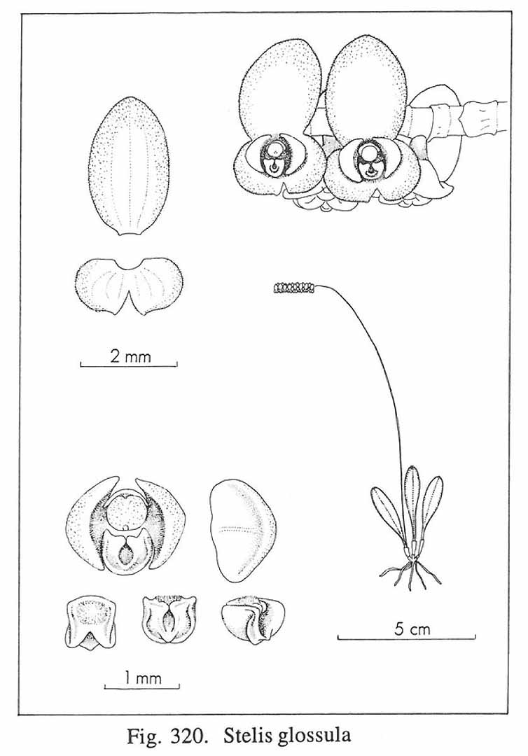 no HD illustration available (m5)