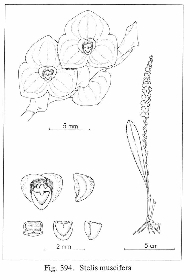 no HD illustration available (m5)