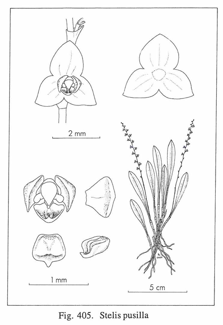 no HD illustration available (m5)