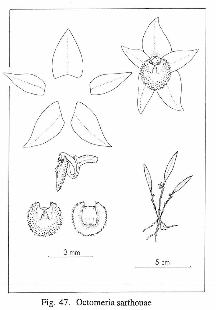 no HD illustration available (m5)