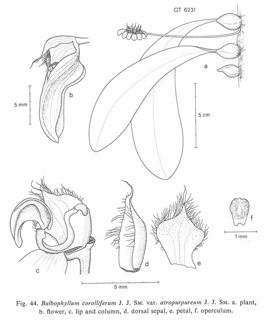 no HD illustration available (m4)