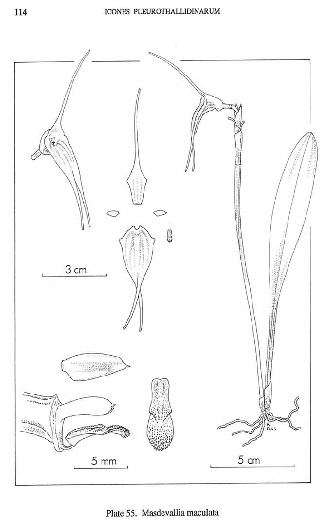 no HD illustration available (m5)