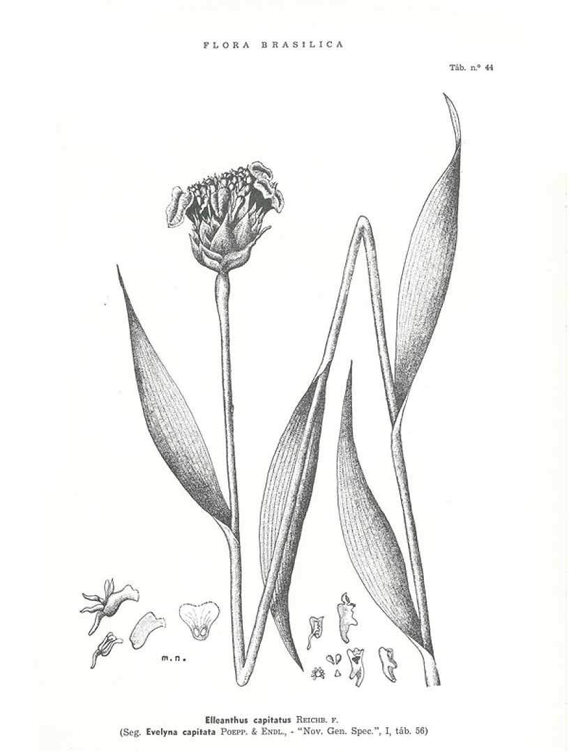 no HD illustration available (m5)