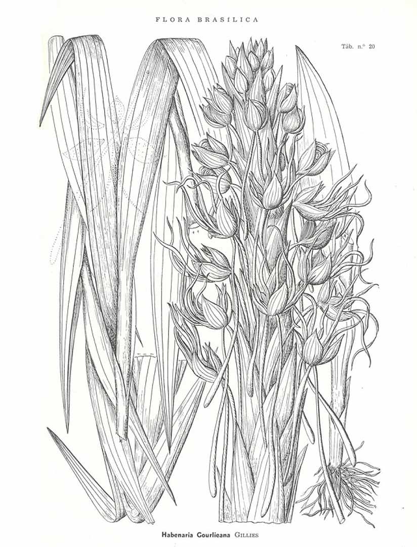no HD illustration available (m5)