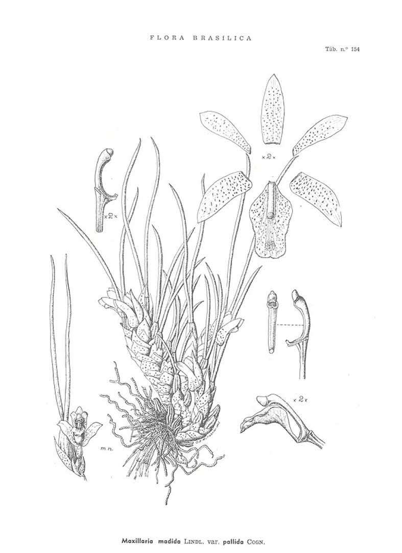 no HD illustration available (m5)