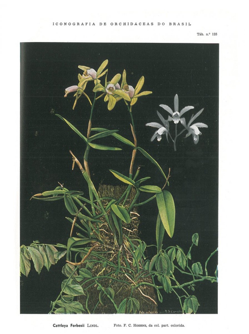 no HD illustration available (m5)