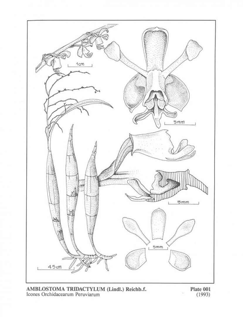 no HD illustration available (m5)