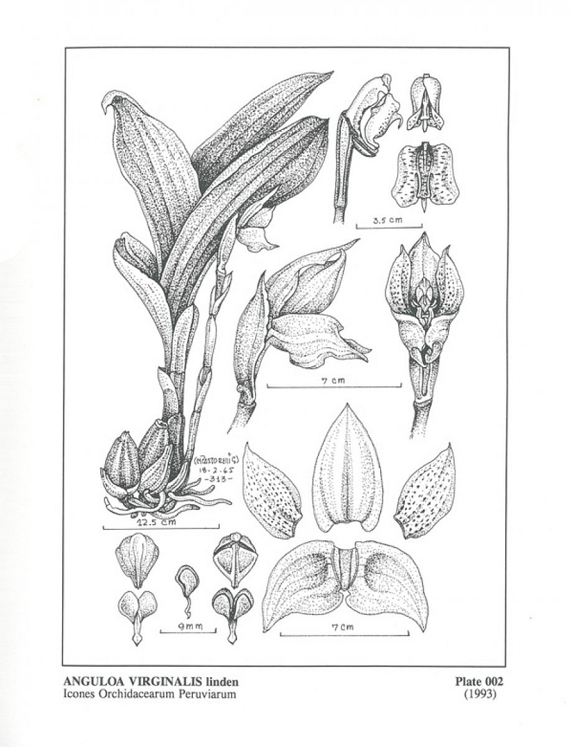 no HD illustration available (m5)