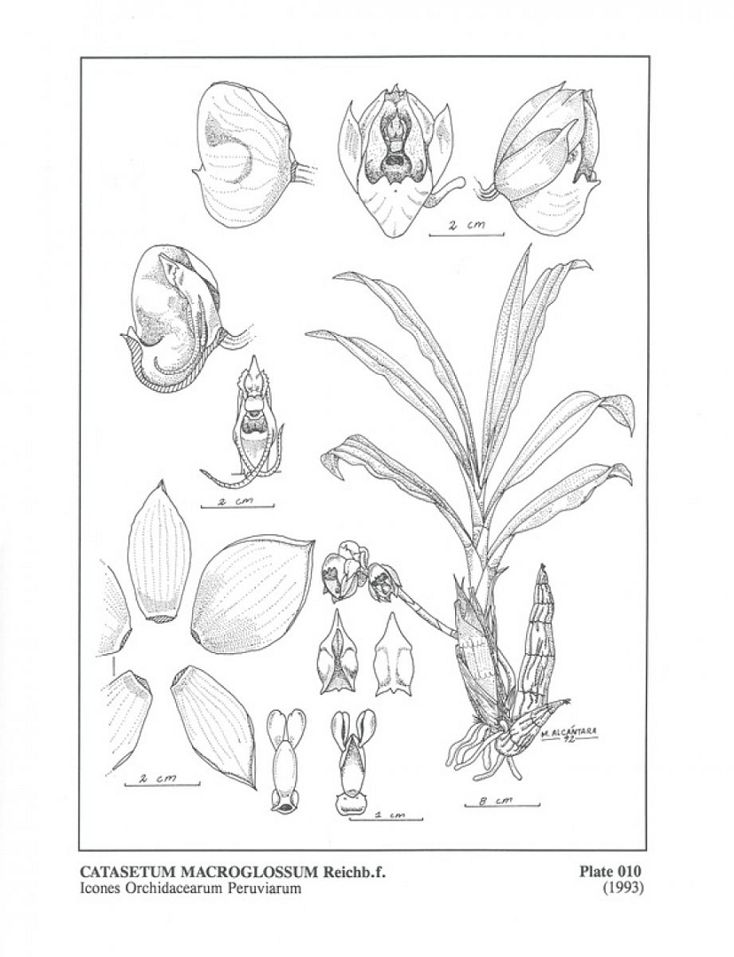 no HD illustration available (m5)
