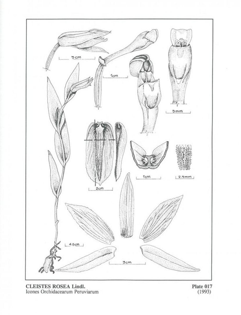 no HD illustration available (m5)