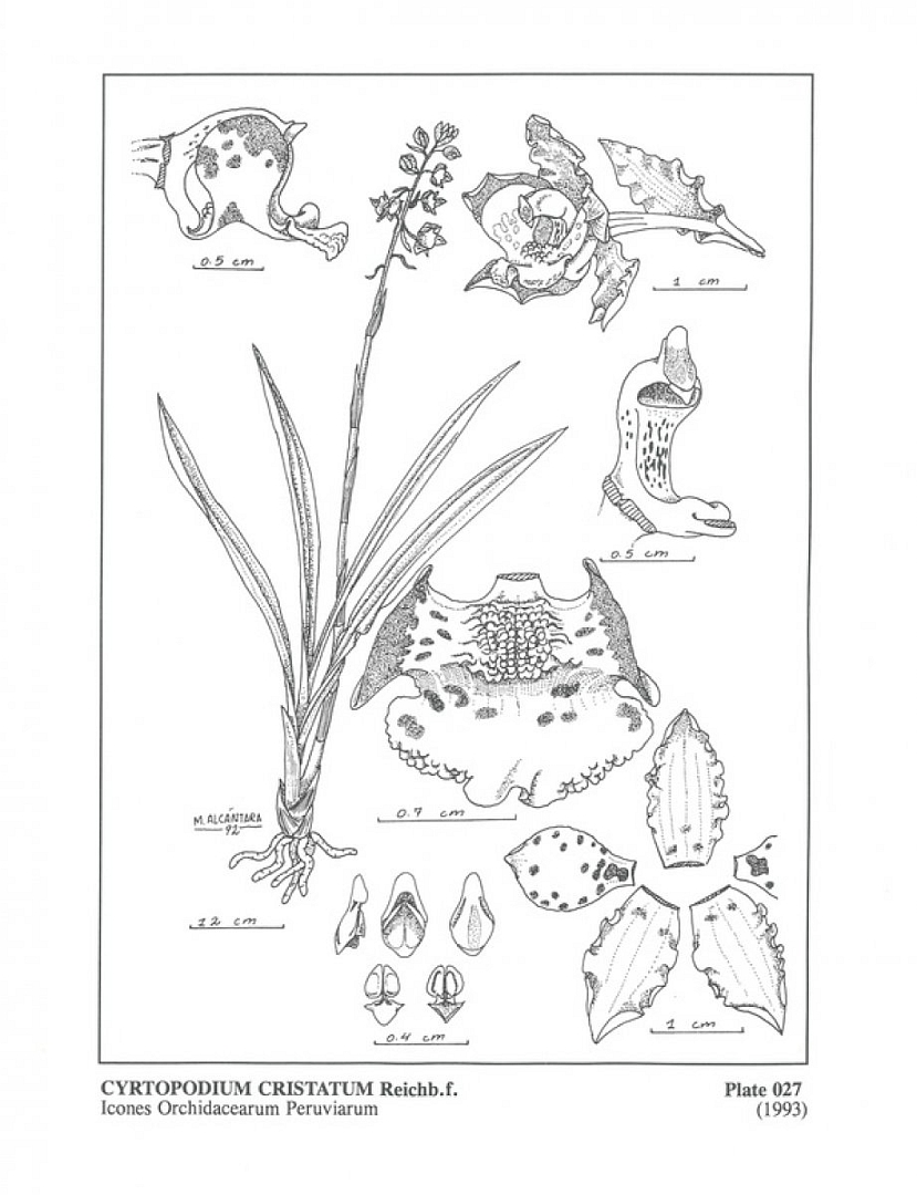 no HD illustration available (m5)