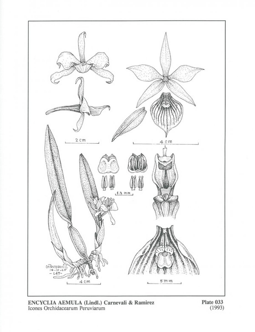 no HD illustration available (m5)