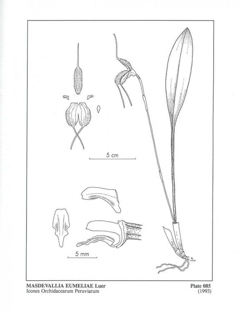 no HD illustration available (m5)