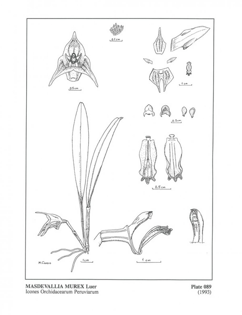 no HD illustration available (m5)
