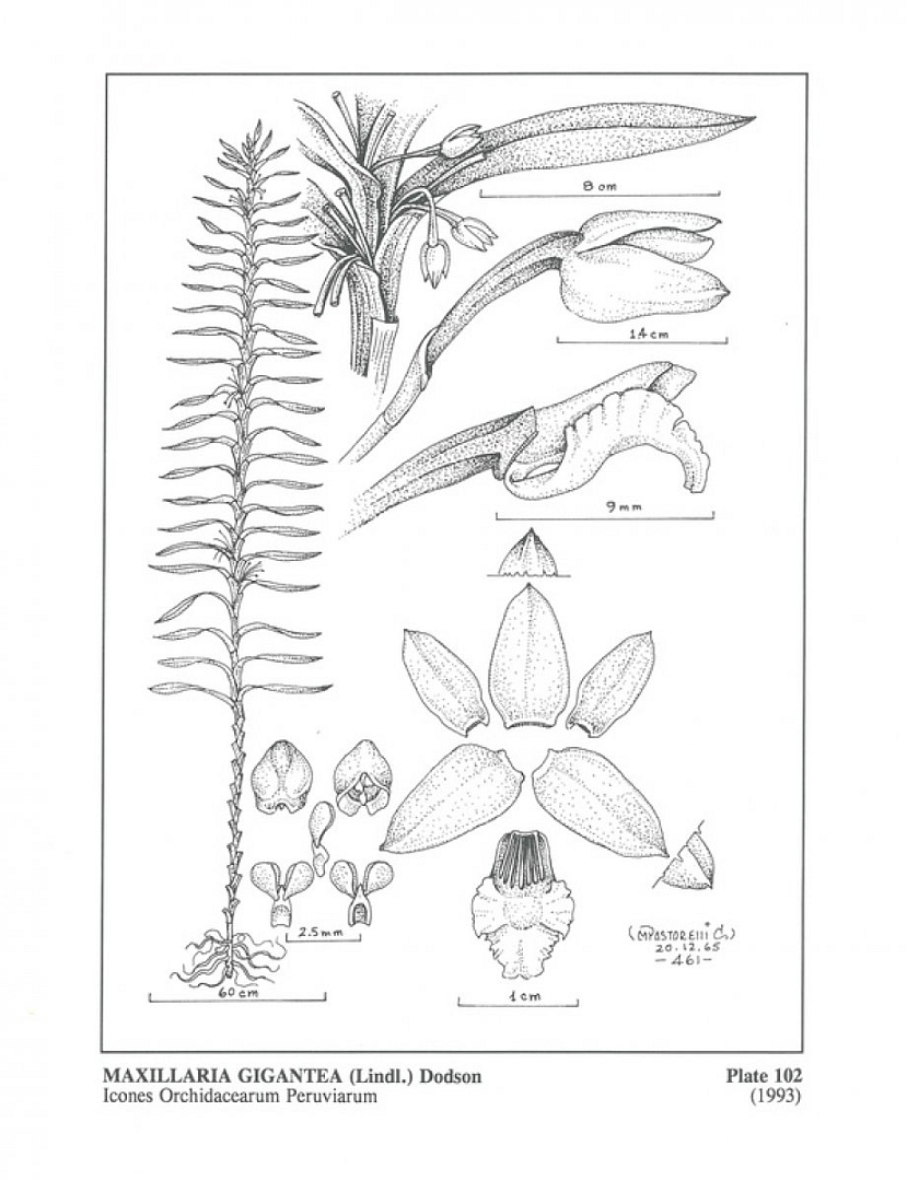 no HD illustration available (m5)