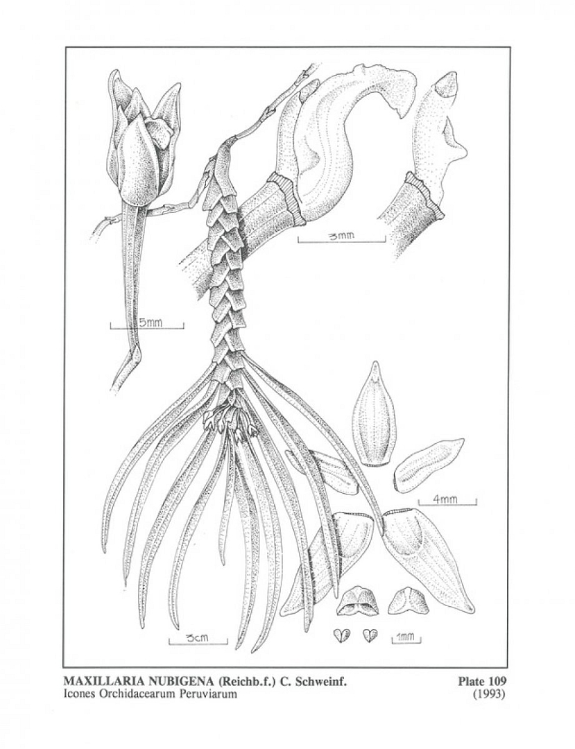 no HD illustration available (m5)