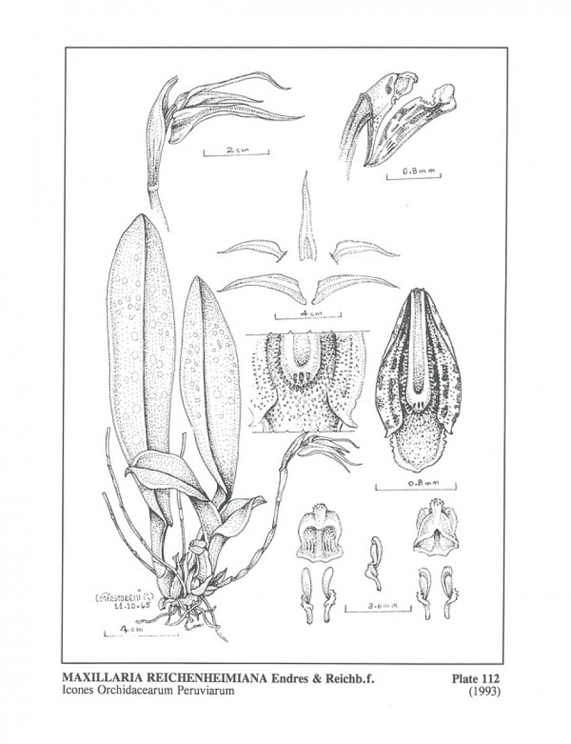 no HD illustration available (m5)