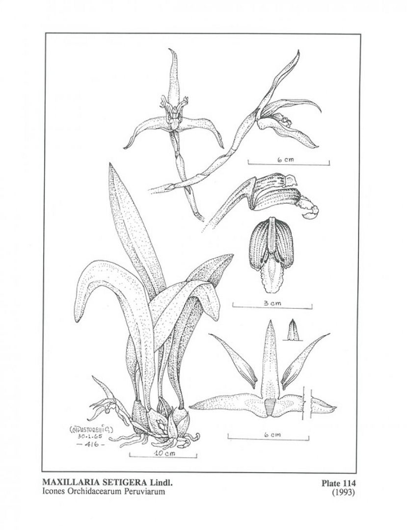 no HD illustration available (m5)