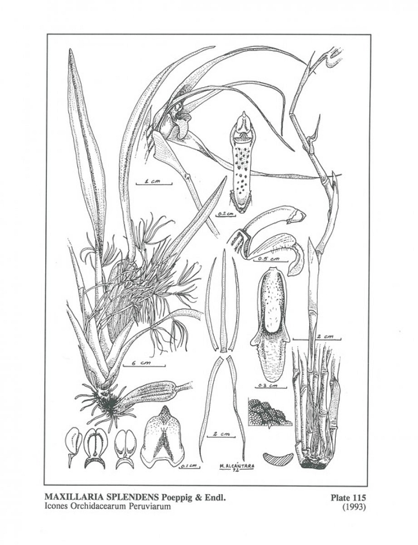 no HD illustration available (m5)