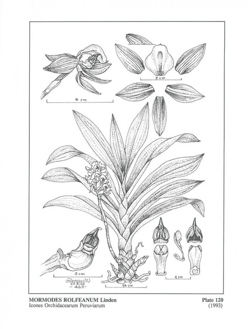 no HD illustration available (m5)