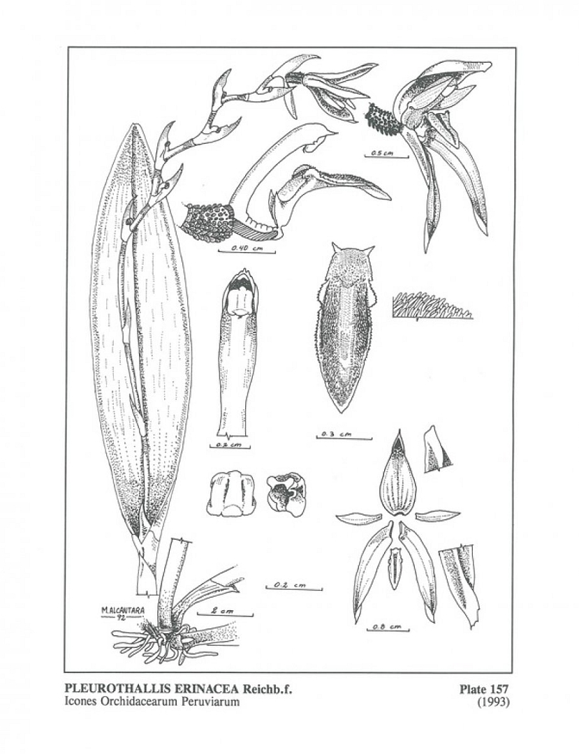 no HD illustration available (m5)