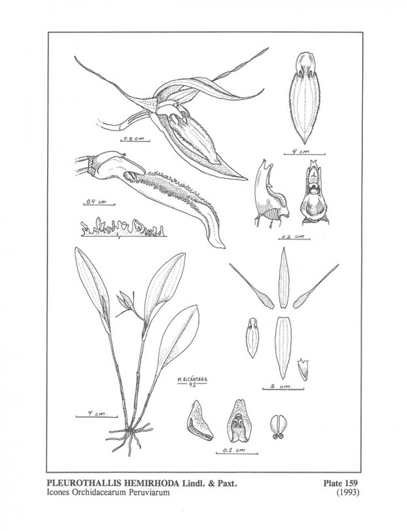 no HD illustration available (m5)
