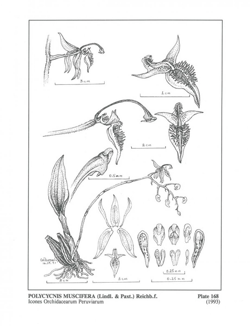 no HD illustration available (m5)