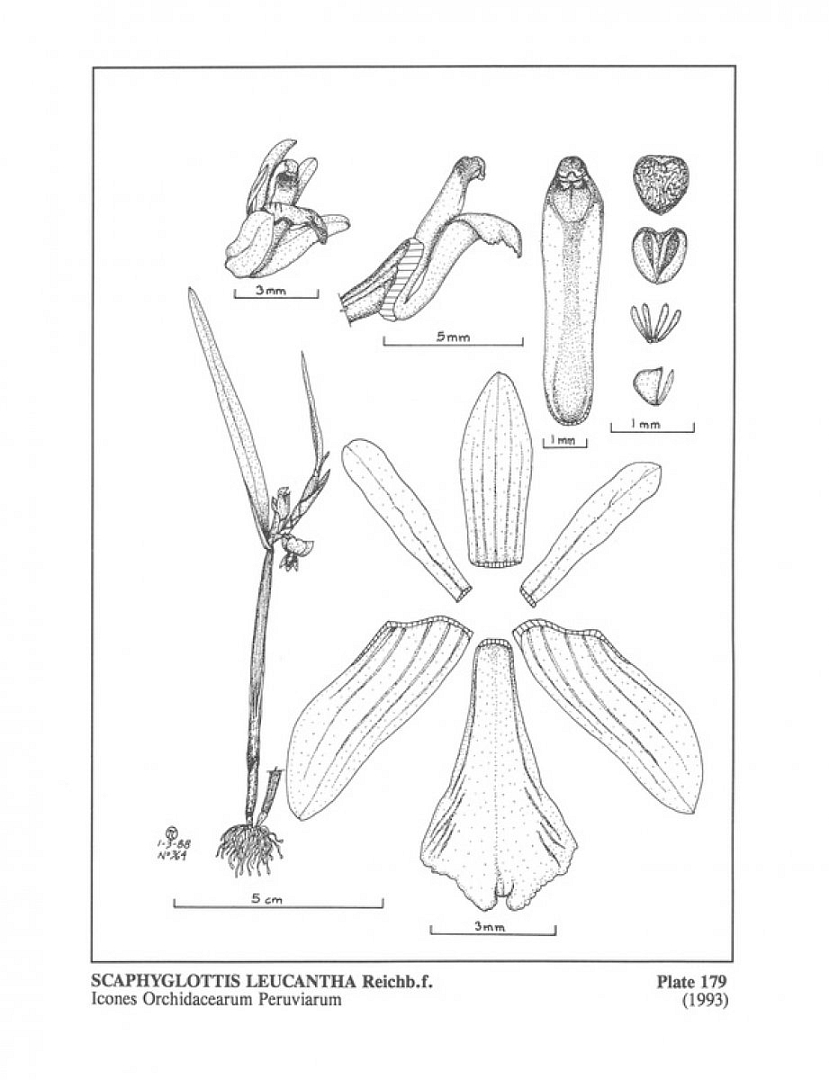 no HD illustration available (m5)