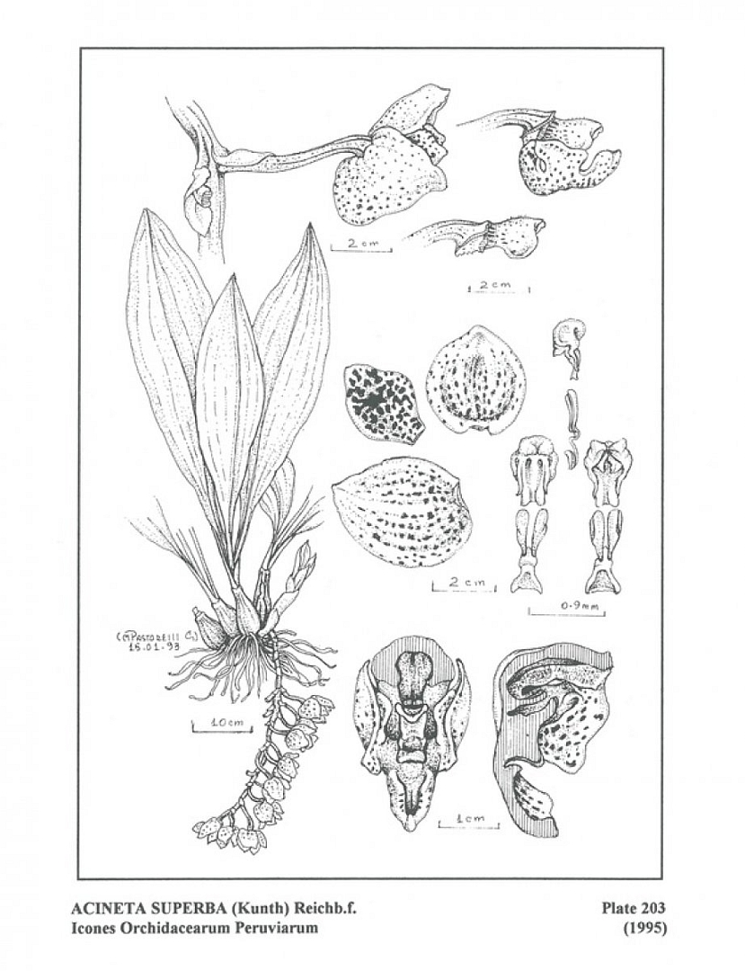 no HD illustration available (m1)