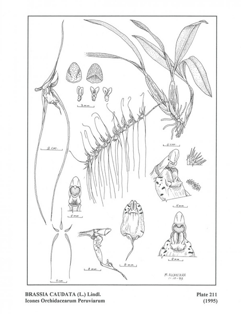 no HD illustration available (m5)