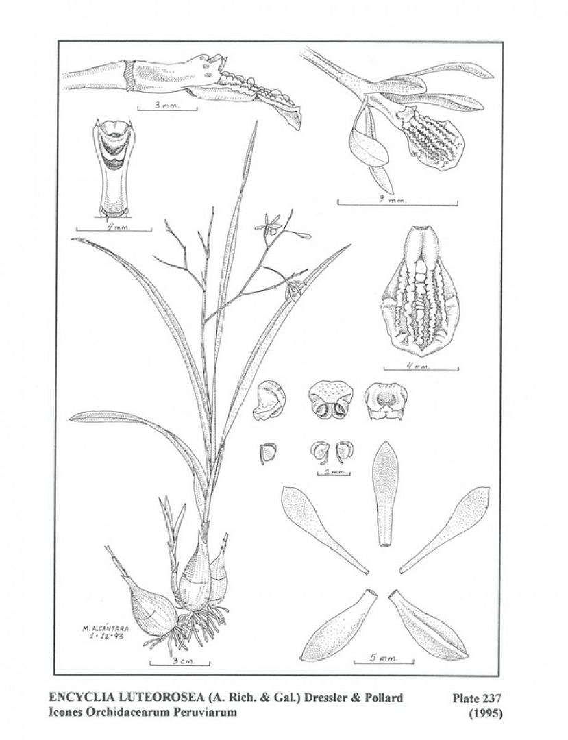 no HD illustration available (m5)