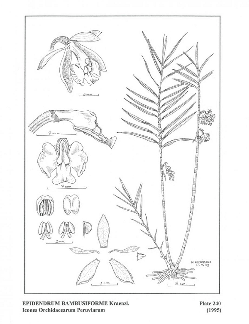 no HD illustration available (m5)