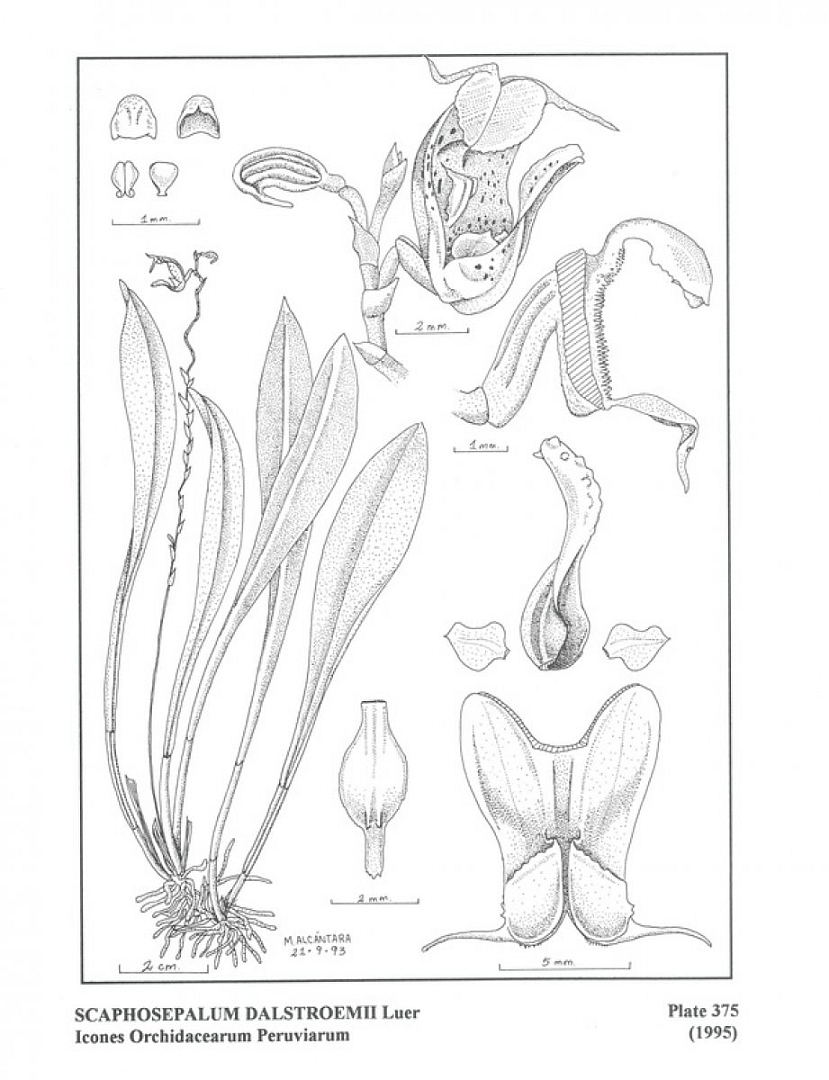 no HD illustration available (m5)