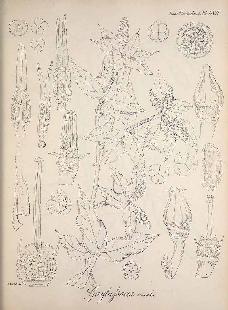 no HD illustration available (m5)