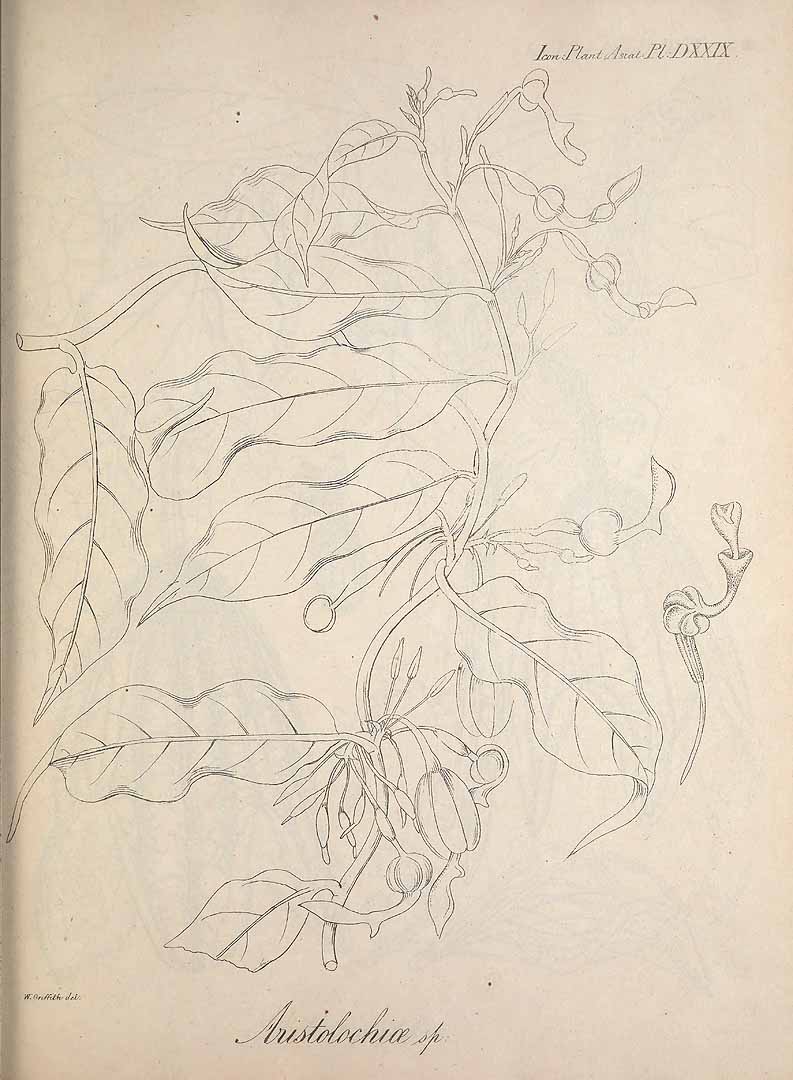 no HD illustration available (m5)